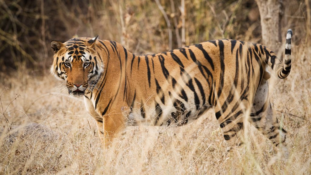 Tiger im Kanha Kisli National Park, Kanha, Indien