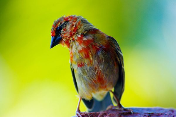 Bunter Vogel, Seychellen