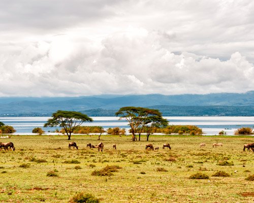Nairobi mit Safari & Chale Island Hintergrundbild