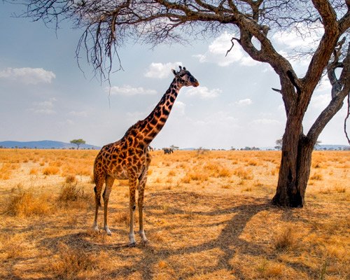 Kenia - Safari & Baden Hintergrundbild Kenia - Safari & Baden Hintergrundbild