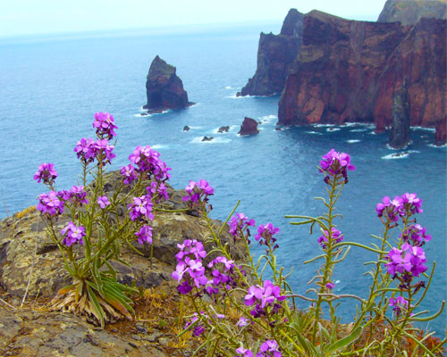 Porto & Blumeninsel Madeira Hintergrundbild