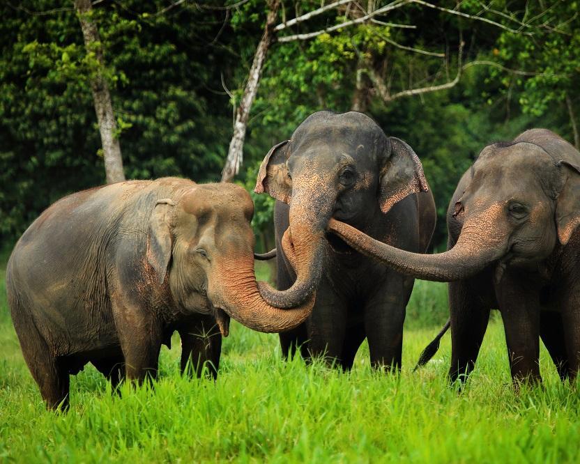 Elephant Hills Jungle Safari (ab Khao Lak/bis Phuket) Hintergrundbild