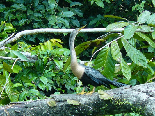 Rundreise "Höhepunkte Costa Ricas"  (ab San José/an Guapiles)