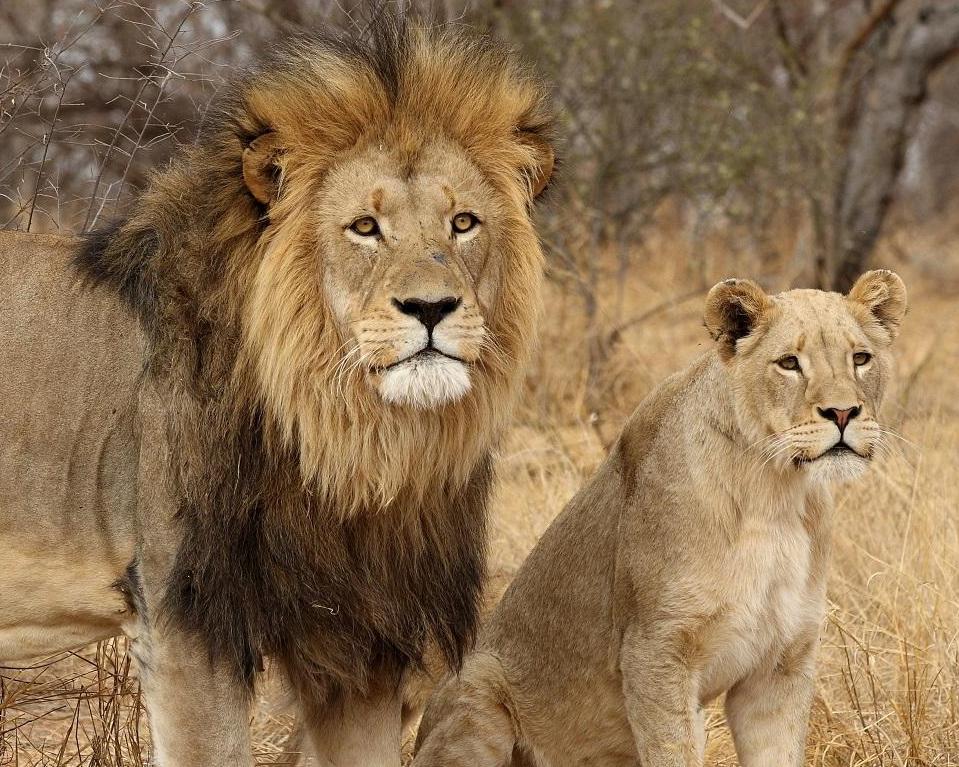 Johannesburg, Safari "Kruger Nationalpark" & Baden Mauritius Hintergrundbild Johannesburg, Safari "Kruger Nationalpark" & Baden Mauritius Hintergrundbild