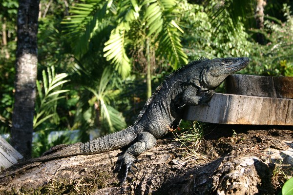 Rundreise "Pazifiktour Costa Rica" Hintergrundbild