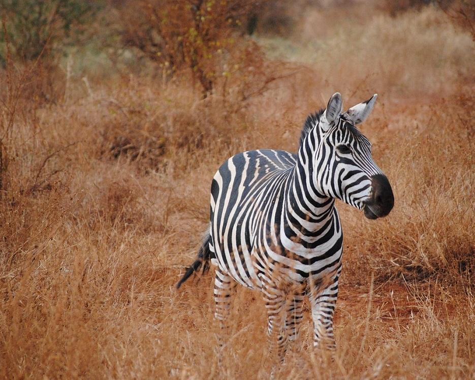 Kenia erleben: Tsavo-Safari & Badeurlaub Hintergrundbild Kenia erleben: Tsavo-Safari & Badeurlaub Hintergrundbild