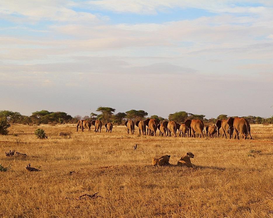 Kenia: Tsavo-Safari & Badeurlaub im November/Dezember'22 Hintergrundbild