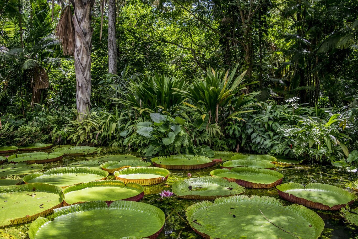 Amazon Ecopark Lodge Kurztour (3 Nächte) Hintergrundbild