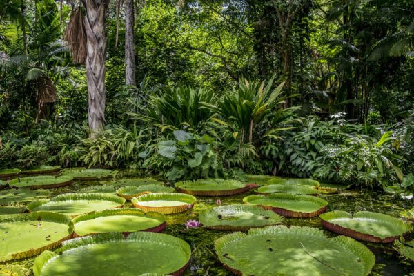 Amazon Ecopark Lodge Kurztour (3 Nächte)