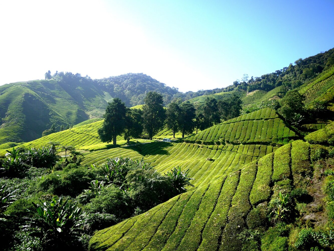 Kuala Lumpur, Rundreise "Taman Negara und Cameron Highlands" & Baden Langkawi Hintergrundbild Kuala Lumpur, Rundreise "Taman Negara und Cameron Highlands" & Baden Langkawi Hintergrundbild