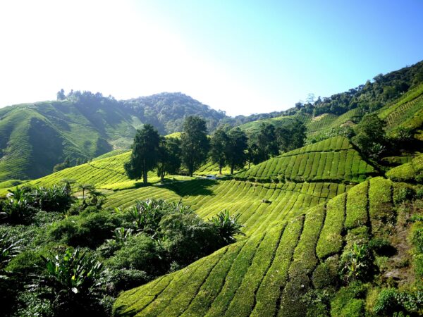 Kuala Lumpur, Rundreise "Taman Negara und Cameron Highlands" & Baden Langkawi