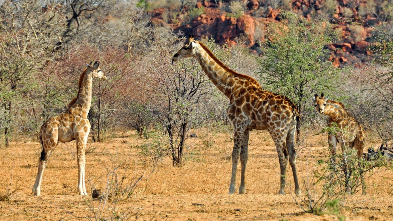 Rundreise "Entdeckungsreise Namibia" & luxuriöses Wildtiercamp Hintergrundbild