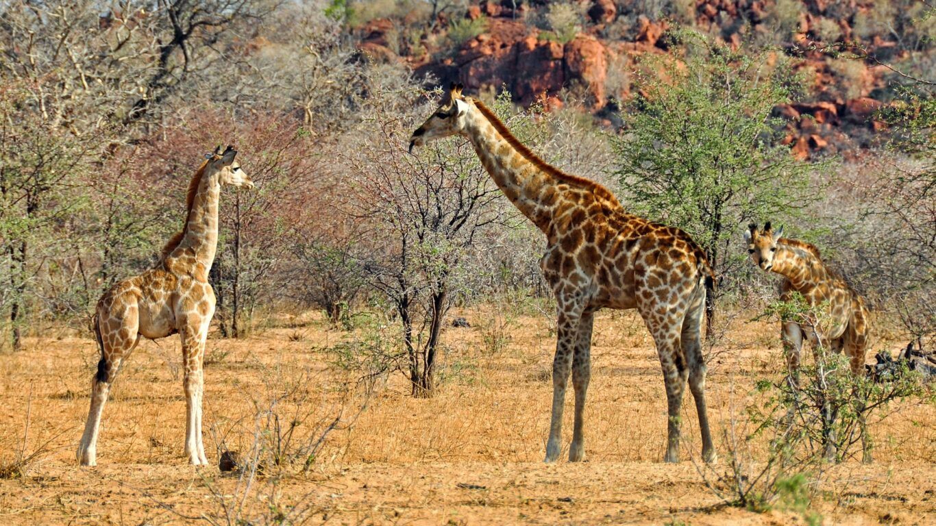 Rundreise "Entdeckungsreise Namibia" & luxuriöses Wildtiercamp Hintergrundbild Rundreise "Entdeckungsreise Namibia" & luxuriöses Wildtiercamp Hintergrundbild