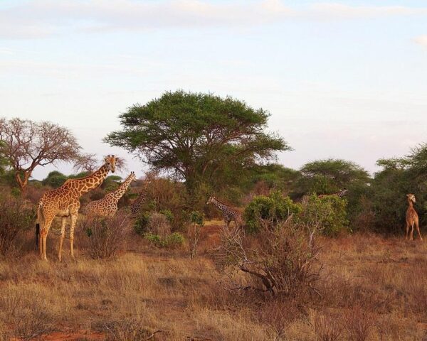 Kenia erleben: Tsavo-Safari & Badeurlaub