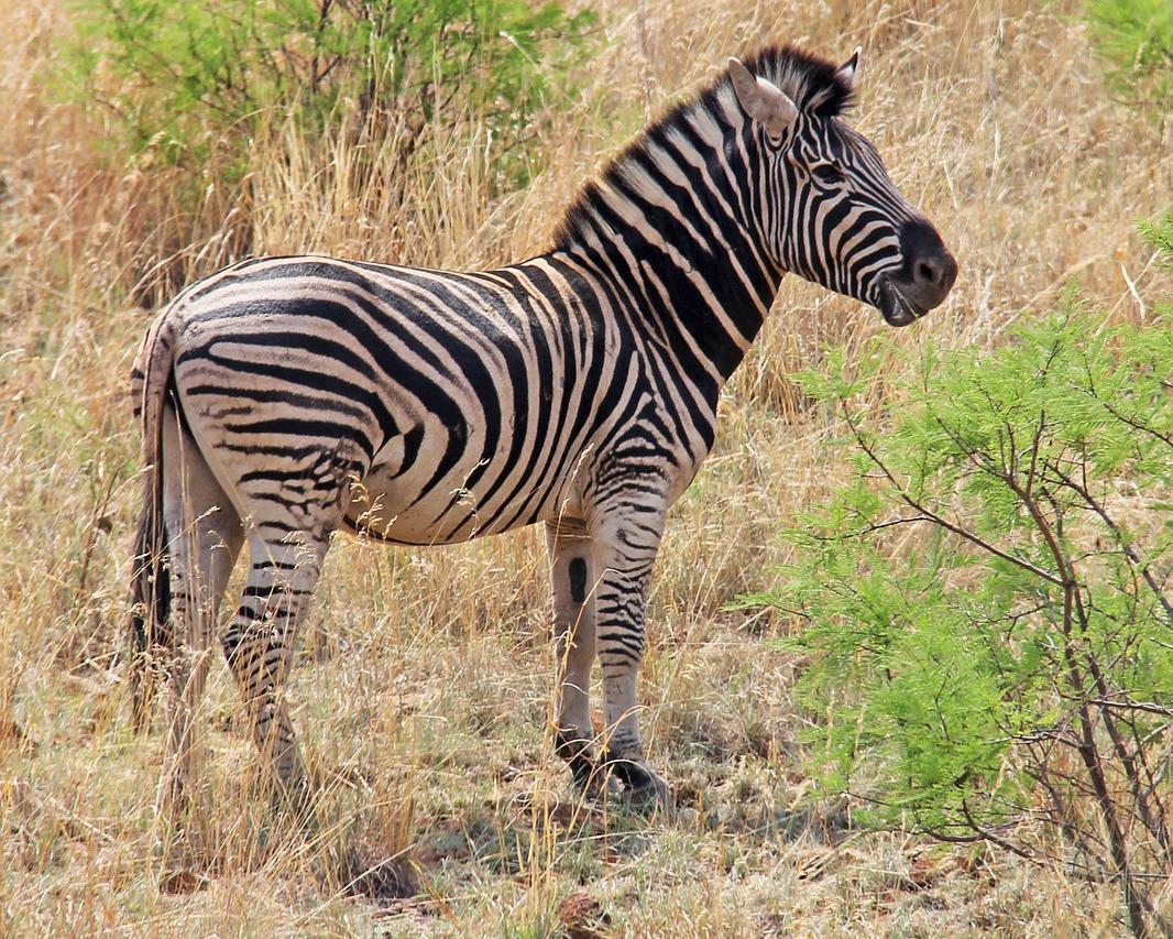Selbstfahrer-Rundreise "Das Beste von Südafrika" Hintergrundbild