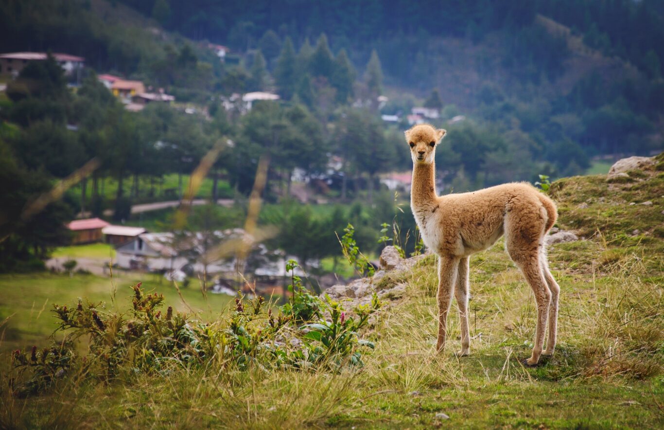 Brasilien individuell & Rundreise "Peru Pur" Hintergrundbild