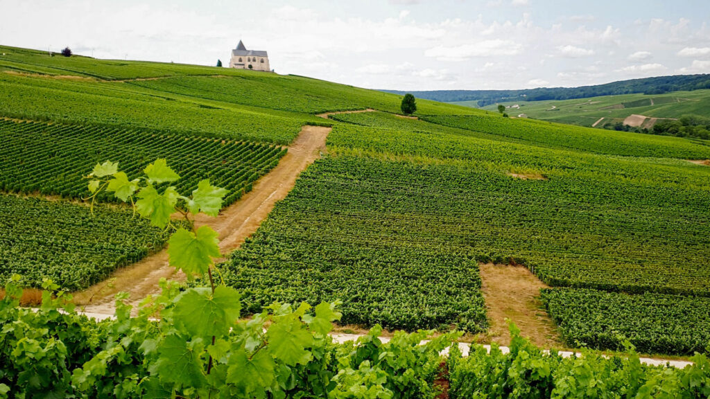 Weintrauben Felder, Chavot Courcourt, France