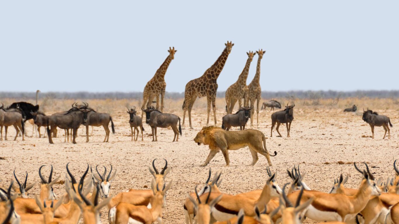 Flugsafari Namibia (inkl. Fluganreise) Hintergrundbild