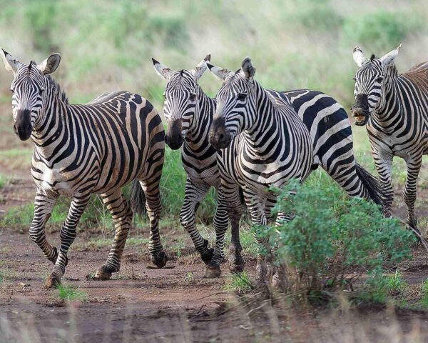 "Große Kenia Road Safari" & Baden Diani Beach