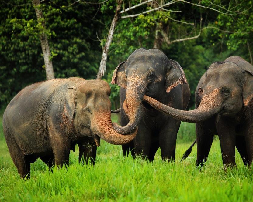 Phuket, "Elephant Hills Regenwald Natur Safari" & Baden Koh Samui Hintergrundbild Phuket, "Elephant Hills Regenwald Natur Safari" & Baden Koh Samui Hintergrundbild