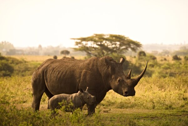 "Große Kenia Road Safari" (inkl. Flüge)