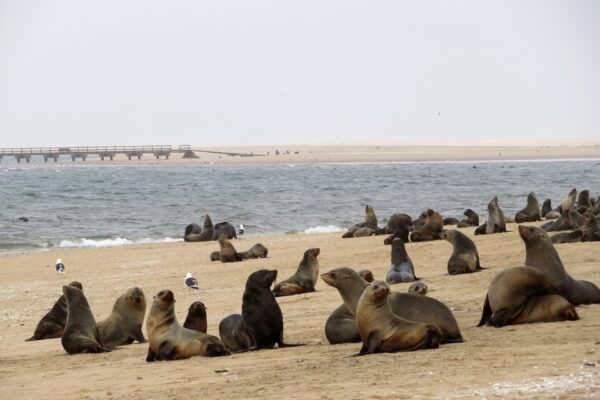 Namibia entdecken mit Windhoek, Walvis Bay & Swakopmund