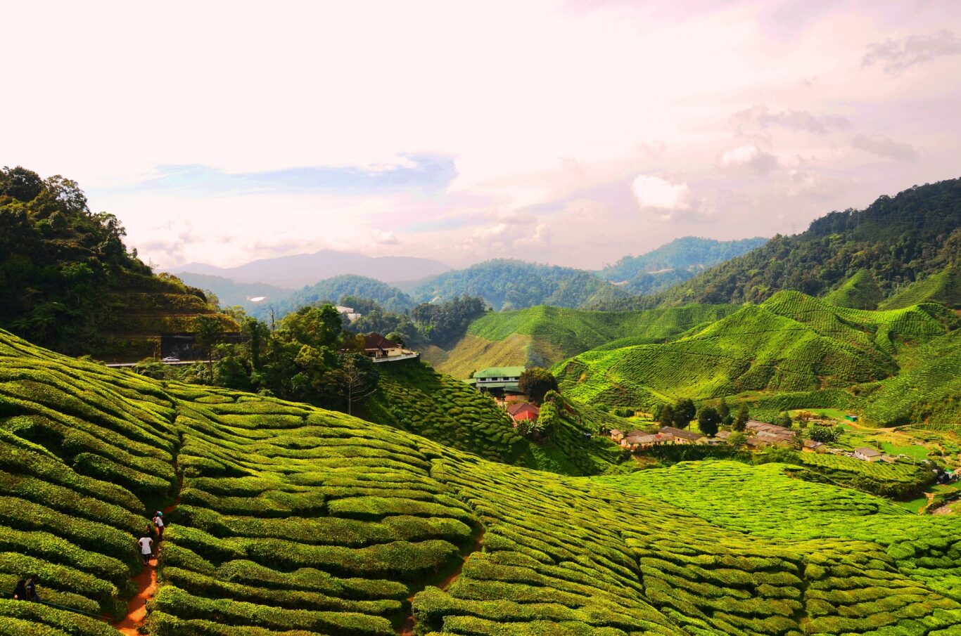 Kuala Lumpur, Rundreise "Taman Negara und Cameron Highlands" Hintergrundbild