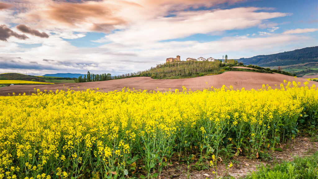 Blumenlandschaft in Uterga, Navarre, Spanien