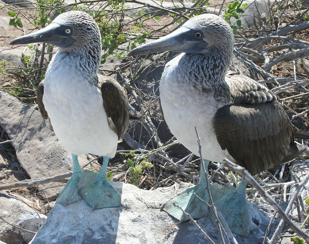 Isla Española, Galapagos - Blaufusstölpel