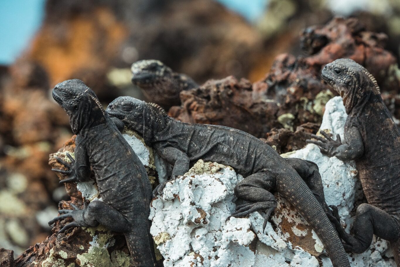 Standort-Kleingruppentour "Galapagos Island Discovering" (ab/bis Baltra Island) Hintergrundbild