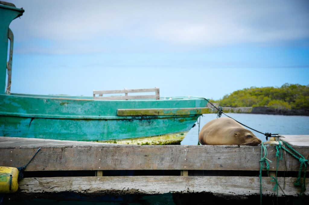 Insel Isabela Galapagos