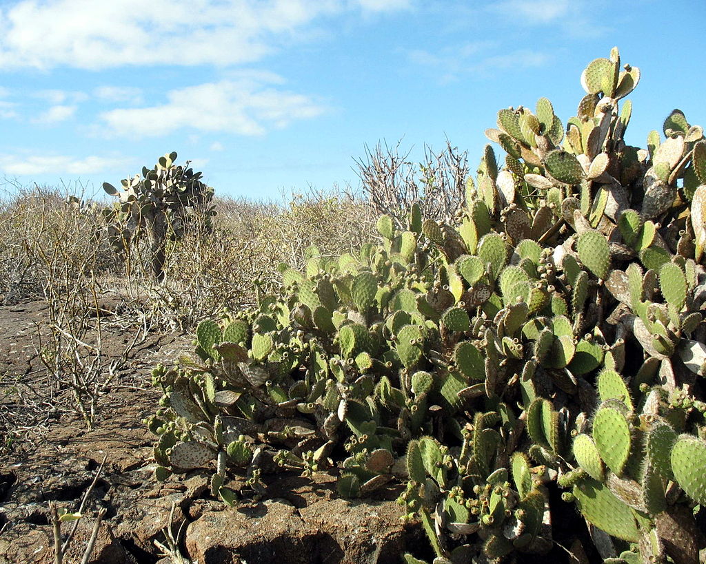 Isla Genovesa Galapagos