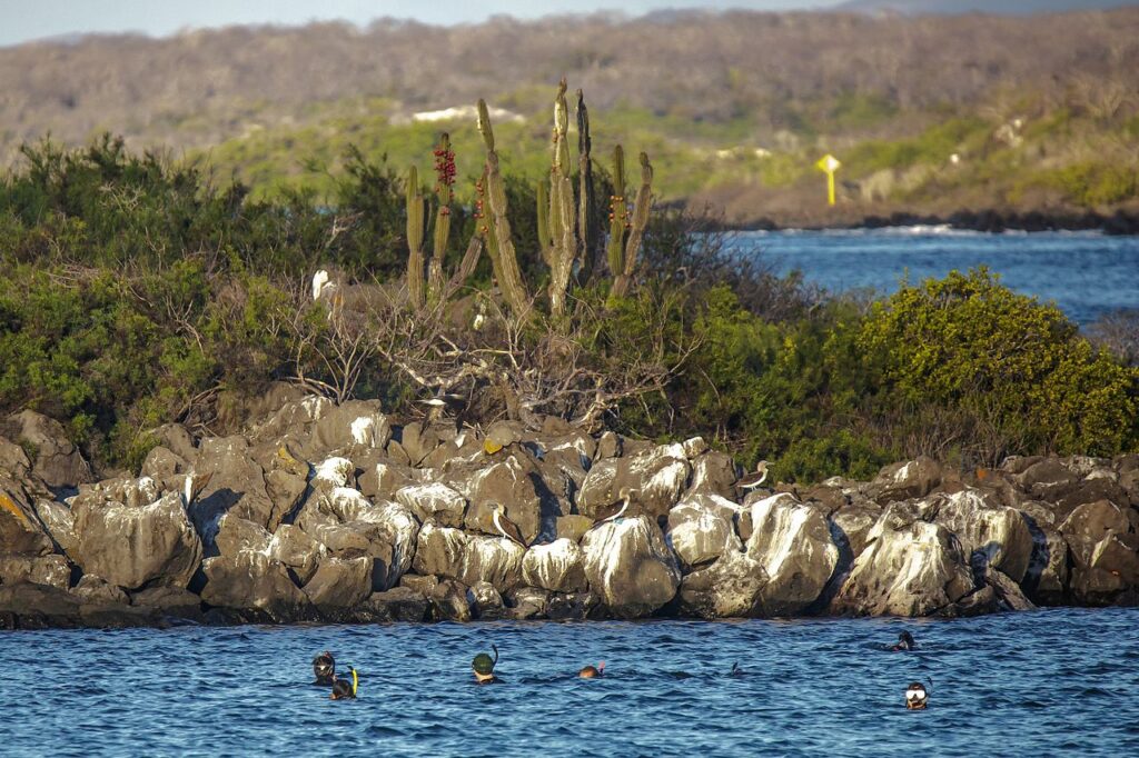 Lobos Island Galapagos