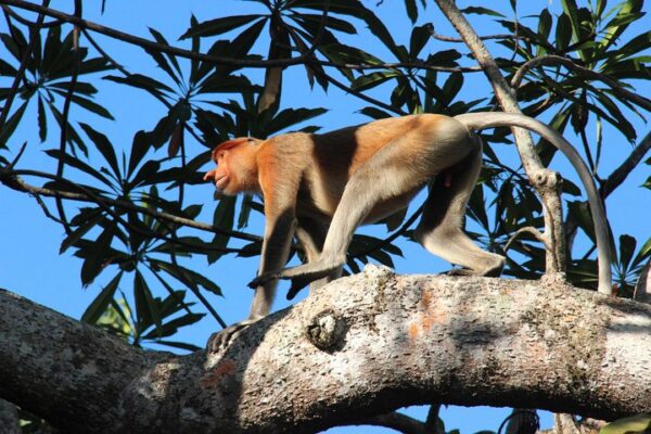 Borneo: Baden in Sabah und Flusskreuzfahrt