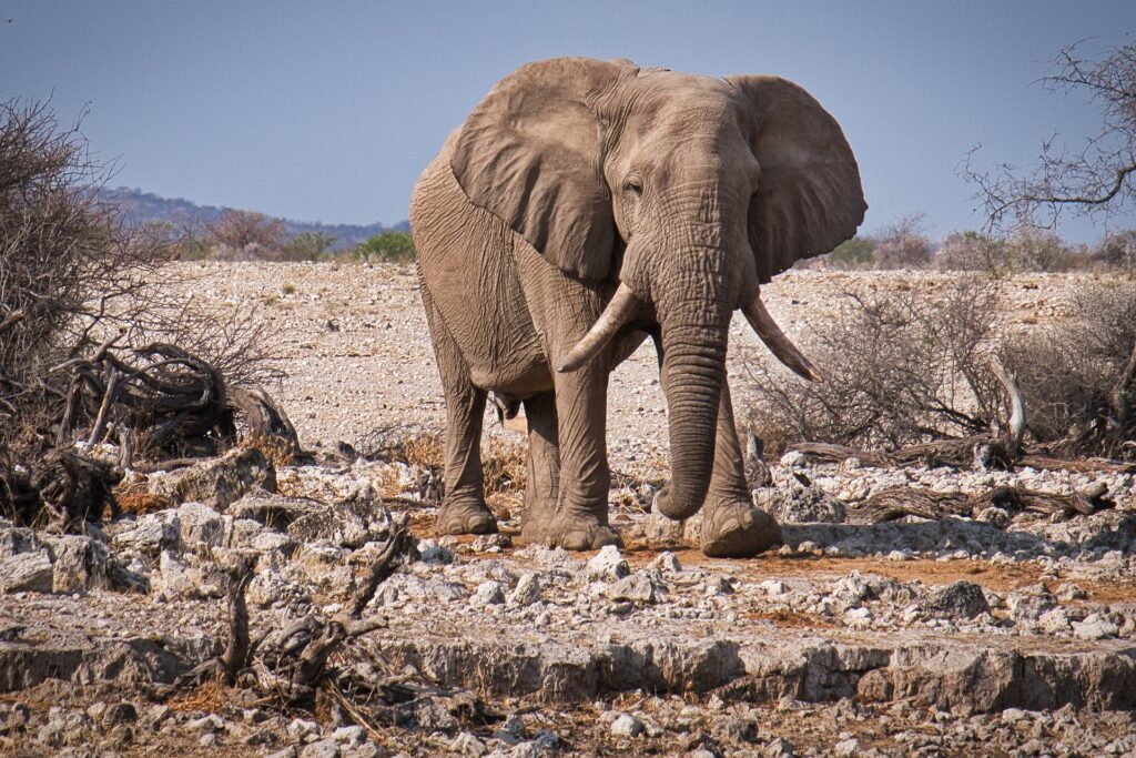 Etosha Nationalpark auf einer Namibia Rundreise besuchen