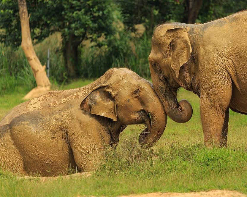 Familienurlaub in Thailand mit "Elephant Hills Jungle Camp" Hintergrundbild