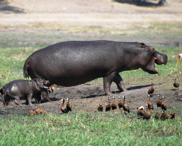 Johannesburg, Safari "Kruger Nationalpark" & Baden Mauritius