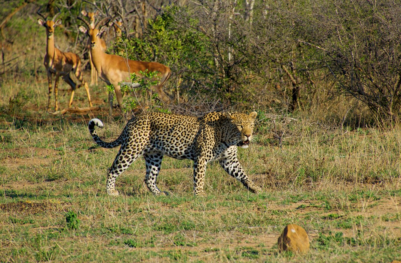 Südafrika-Kombi Johannesburg, Safari Kruger Nationalpark, Kapstadt & Baden Durban Hintergrundbild