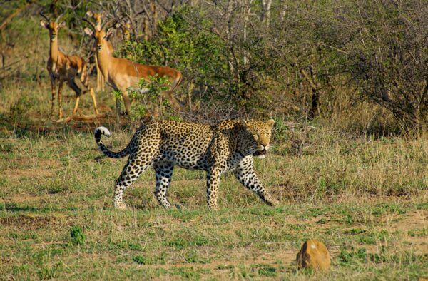 Südafrika-Kombi Johannesburg, Safari Kruger Nationalpark, Kapstadt & Erholung Durban