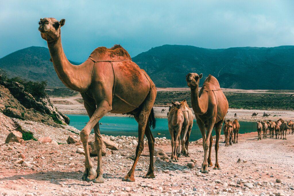 Oman Reisen individuell