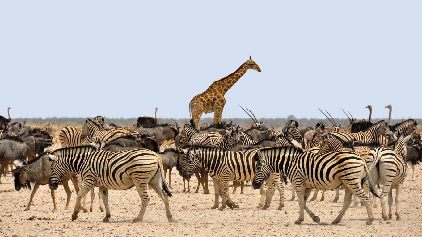 Flugsafari "Die Juwelen von Namibia" & DeLuxe Badeurlaub auf Mauritius Hintergrundbild