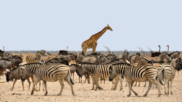 Flugsafari "Die Juwelen von Namibia" & DeLuxe Badeurlaub auf Mauritius