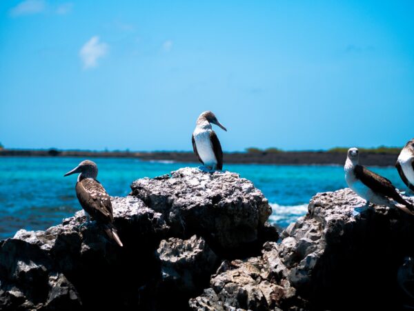 Insel Isabela