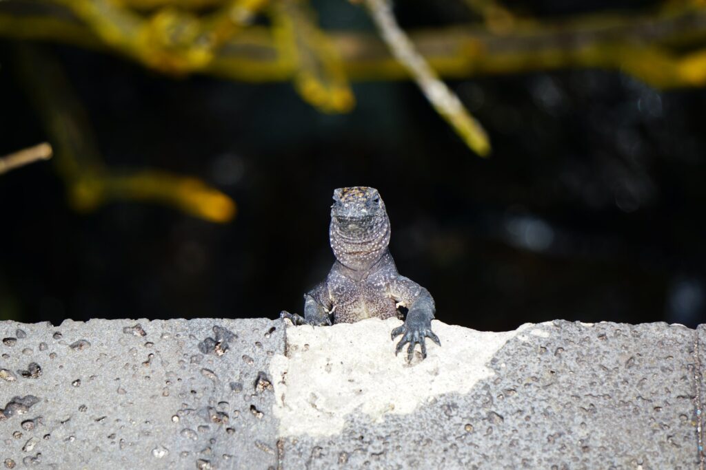 Isla Santa Cruz, Ecuador