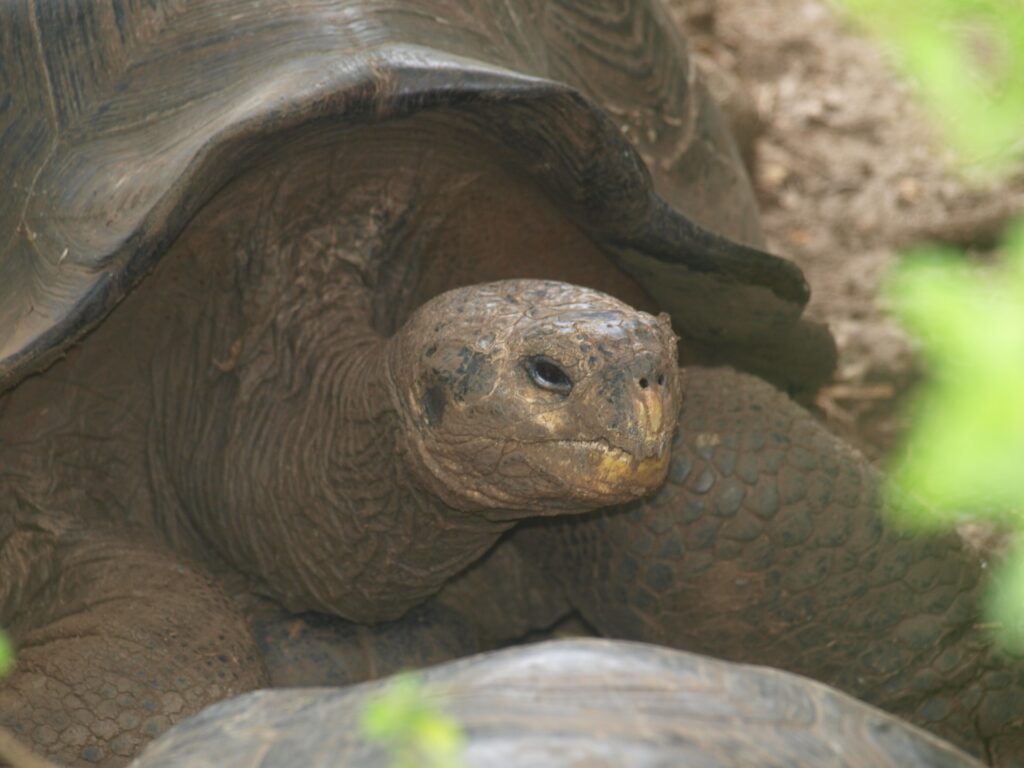 San Cristobal, Galápagos Inseln, Ecuador