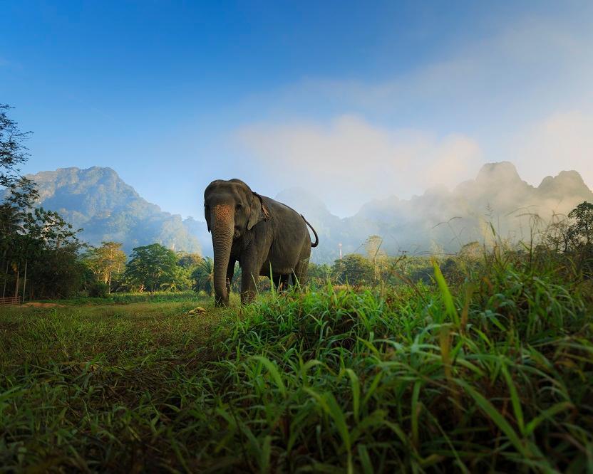 Bangkok, Elephant Hills Regenwald Natur Safari & Baden Hintergrundbild