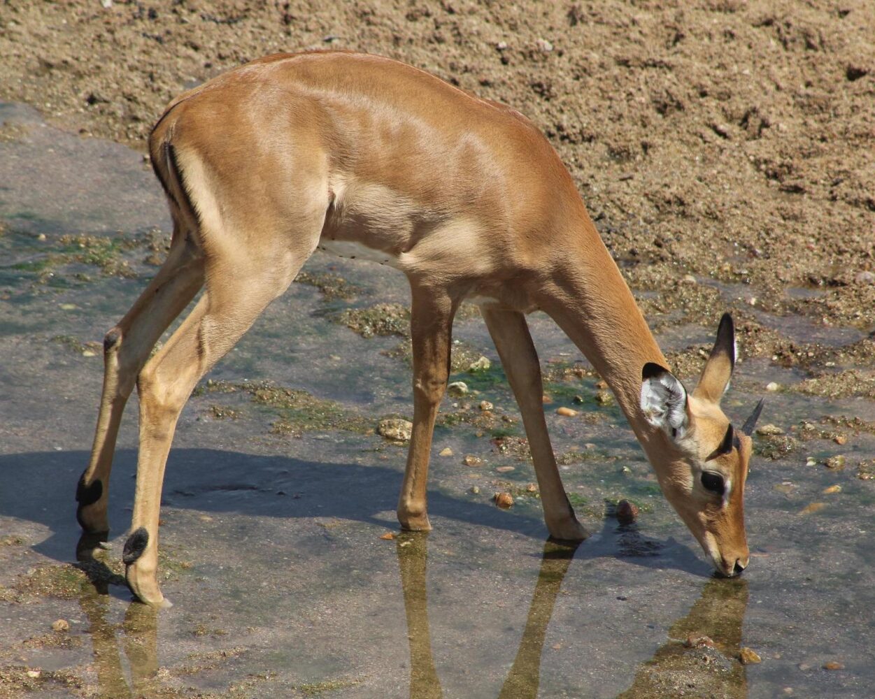 Dar es Salaam, Safari "Ruaha Nationalpark" & Baden Sansibar Hintergrundbild