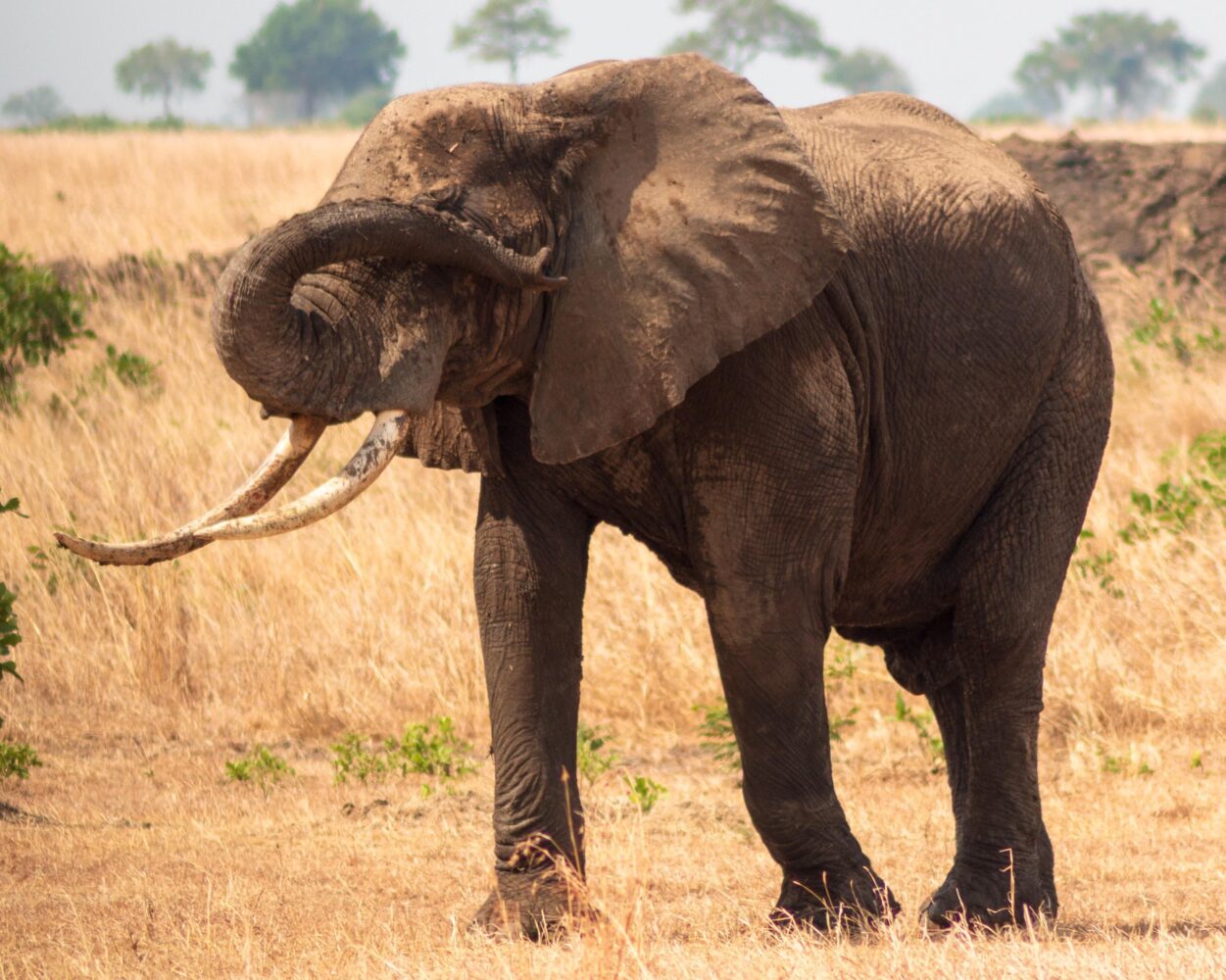 Dar es Salaam, Safaris in Nationalparks & Baden auf Sansibar Hintergrundbild Dar es Salaam, Safaris in Nationalparks & Baden auf Sansibar Hintergrundbild