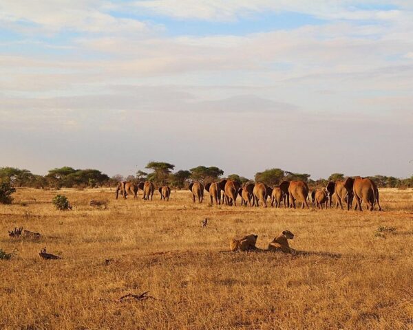 Kenia erleben: Tsavo-Safari & Badeurlaub