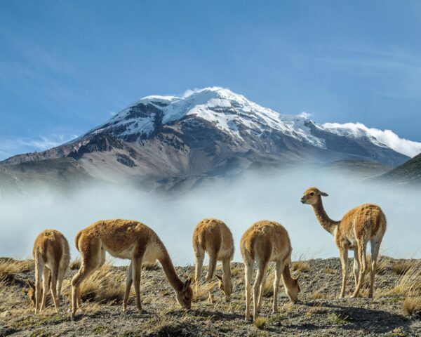 Reiseangebote Chimborazo